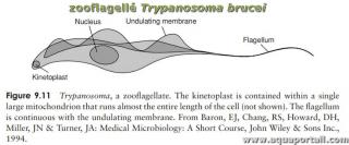 Zooflagell : Trypanosoma brucei