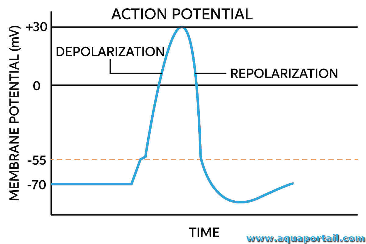 Potentiel implantatoire définition