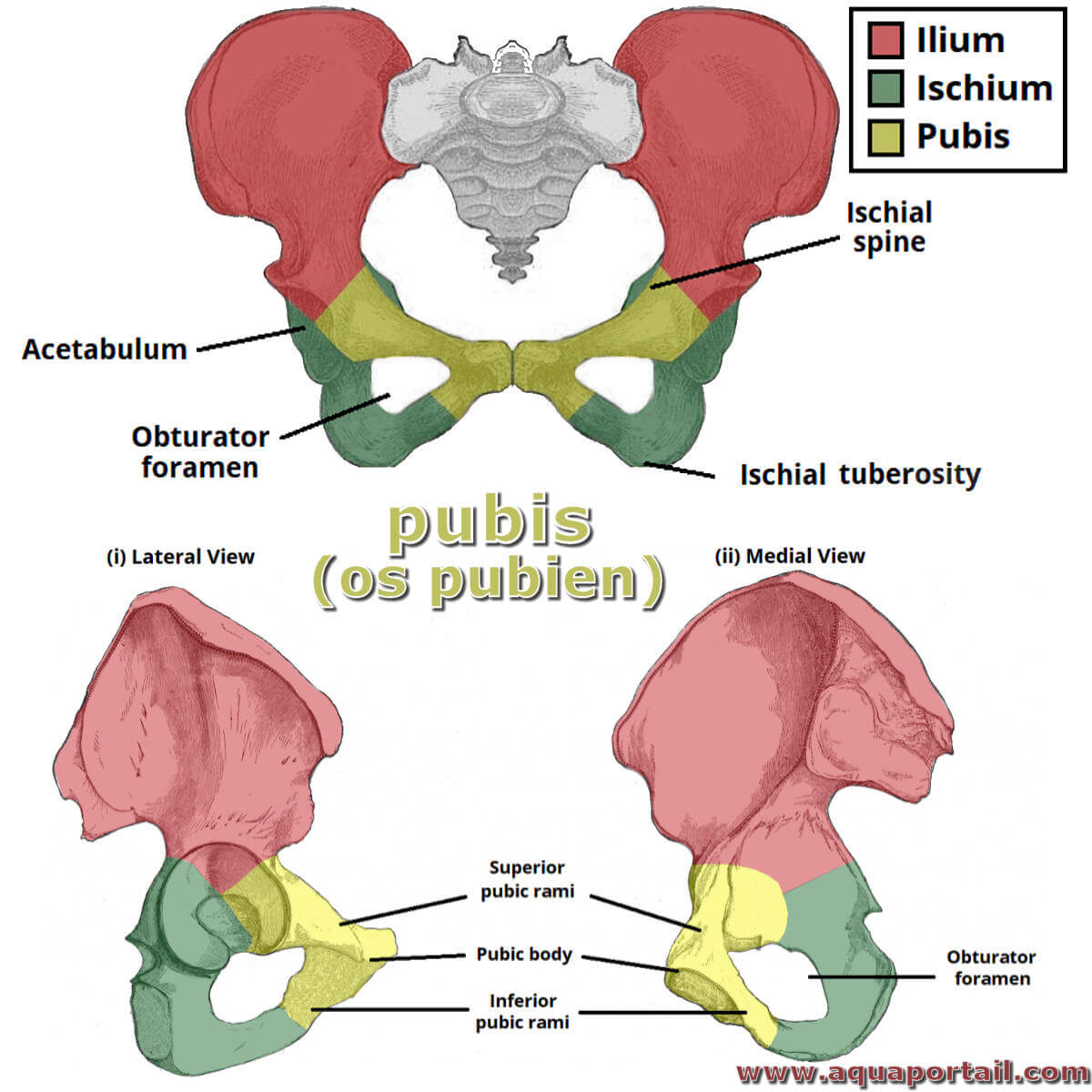 Poils pubiens : anatomie, pathologies, traitements