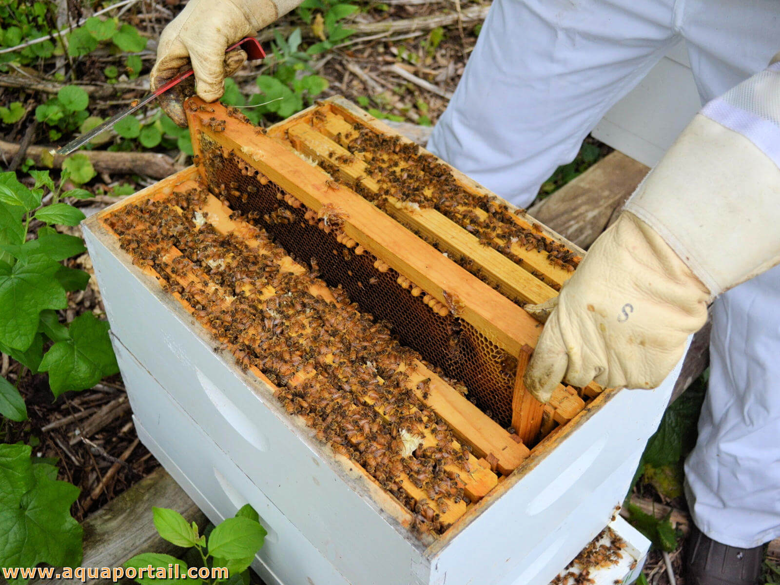 Ruche avec abeille