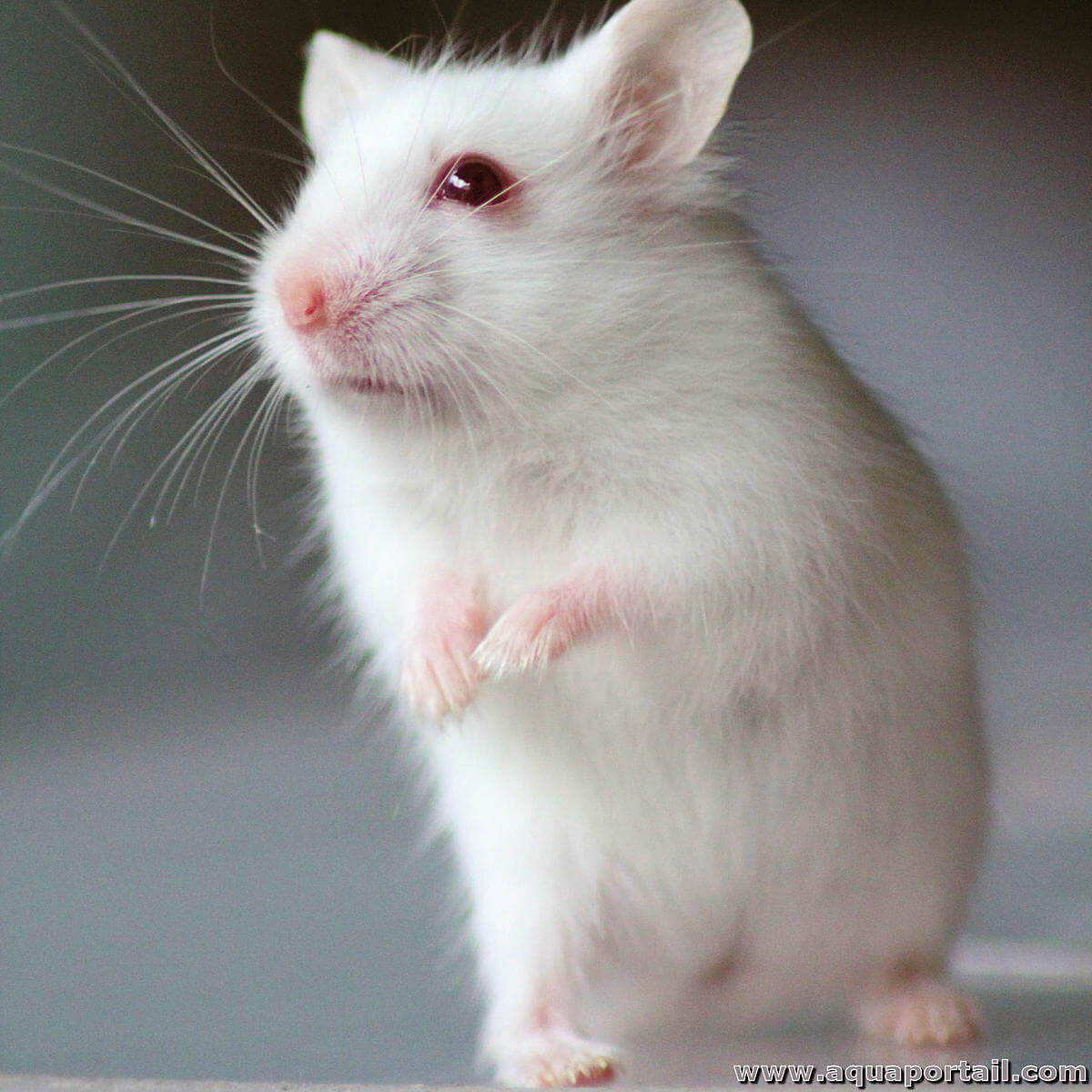Souris Mas Musculus D finition Explications levage Souris Mas Musculus D finition Explications levage