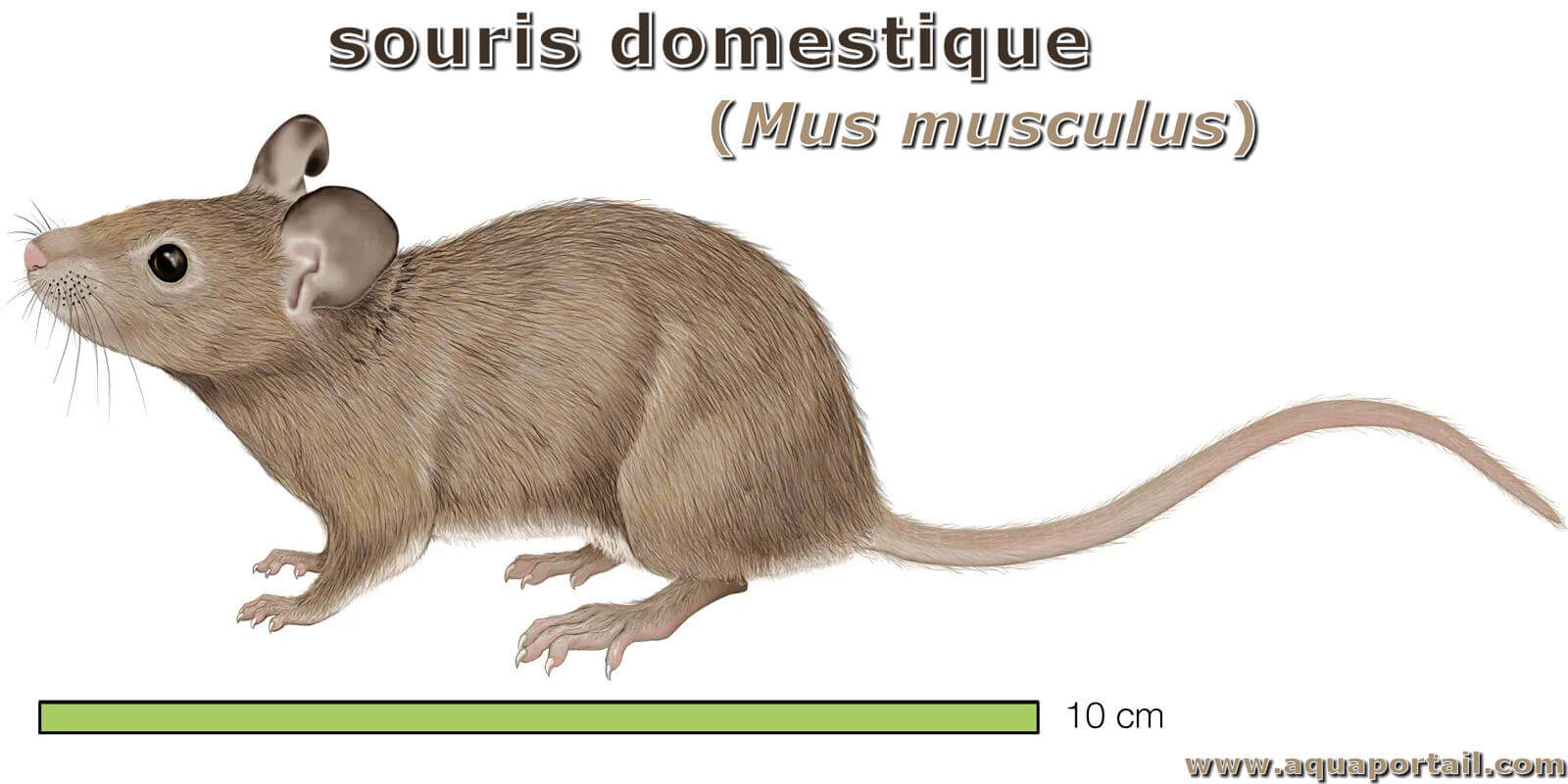 Souris Mas Musculus D finition Explications levage Souris Mas Musculus D finition Explications levage