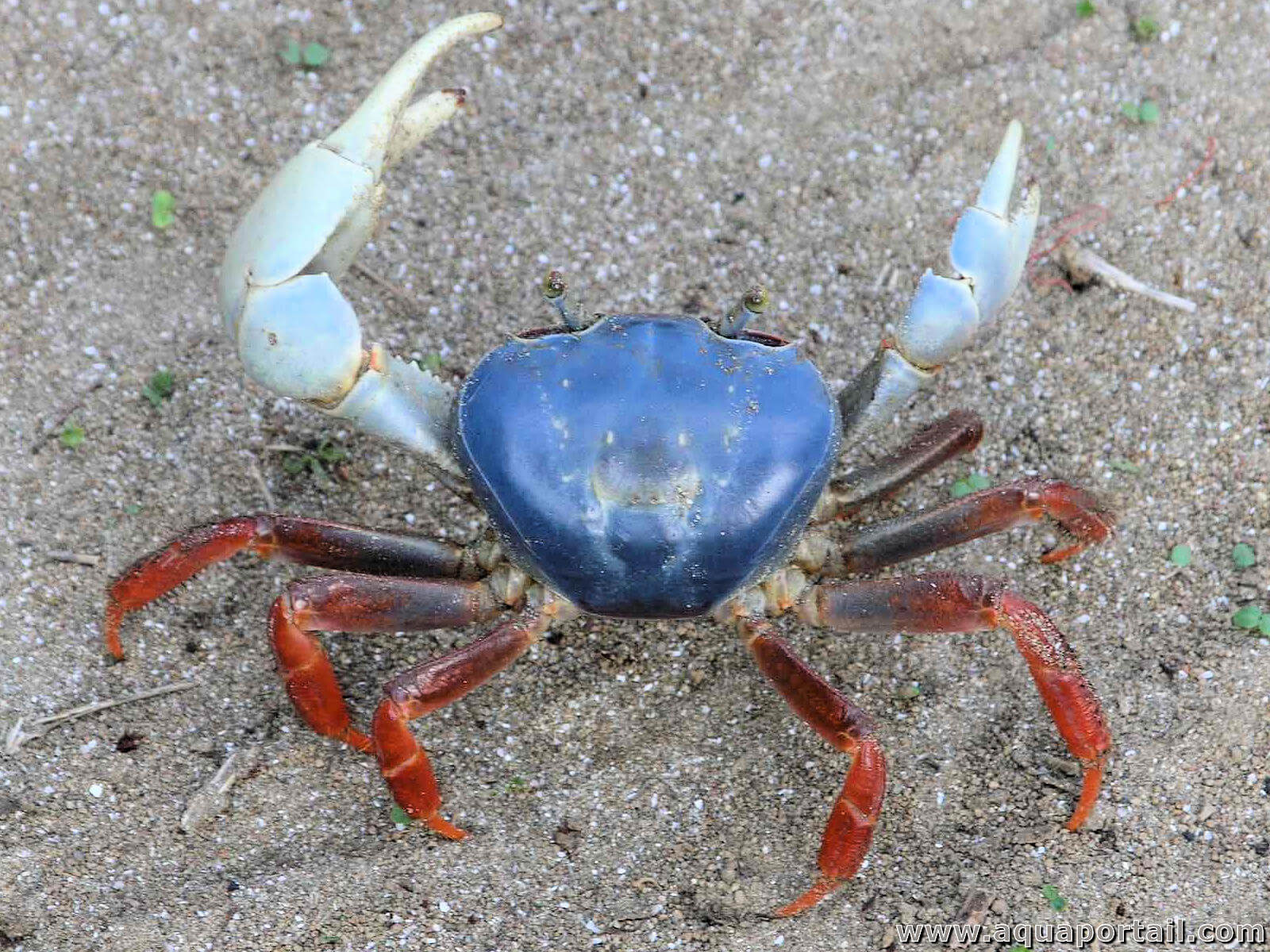 Cardisoma armatum (crabe tricolore)