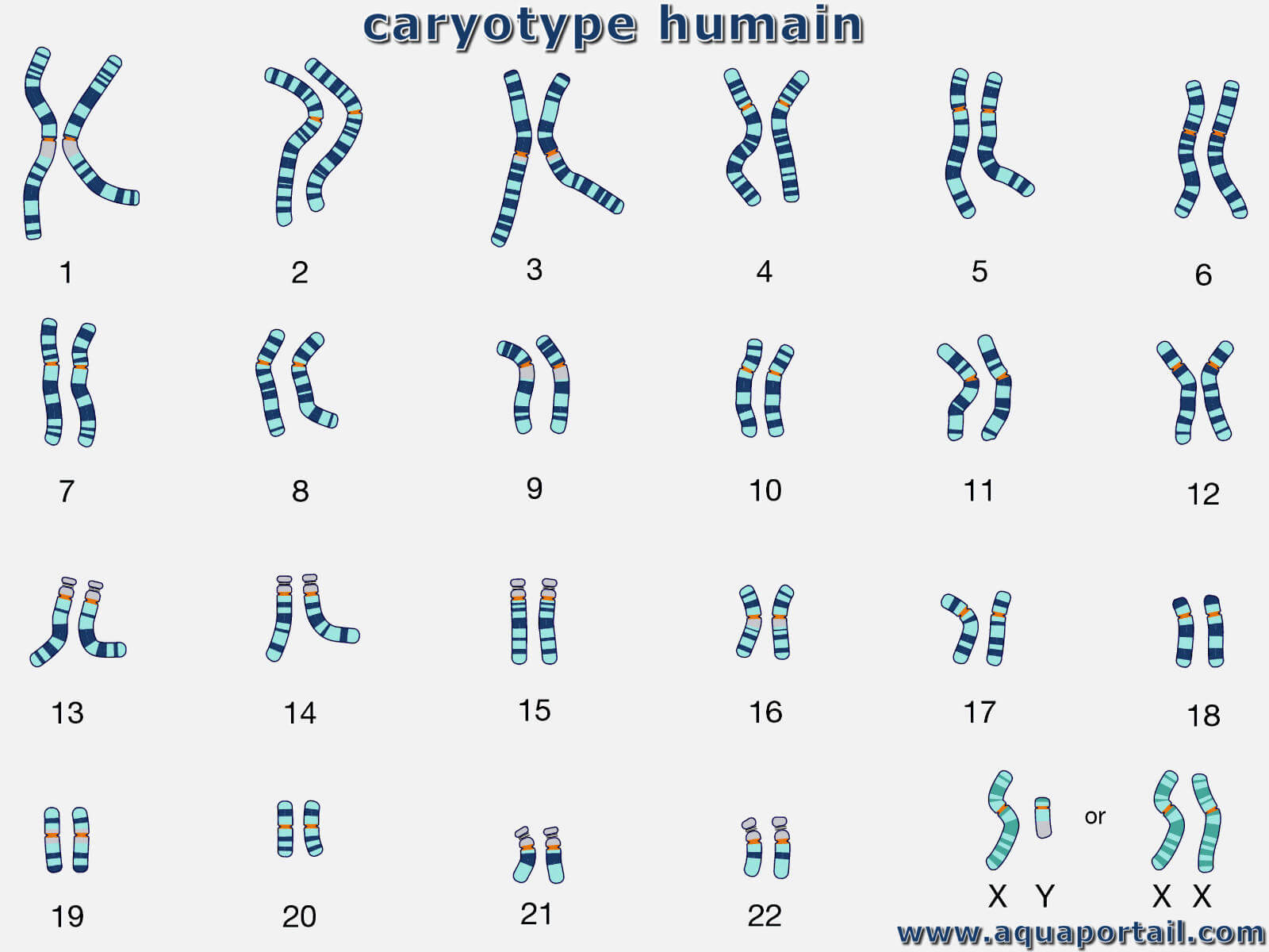 Caryotype d finition et explications