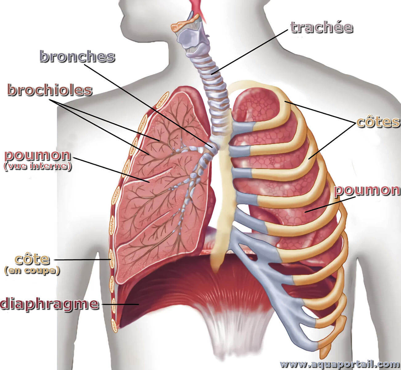 Organes C t Gauche Corps Humain OQWCDG Organes C t Gauche Corps Humain OQWCDG