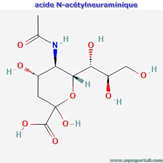 Acide N-actylneuraminique : structure