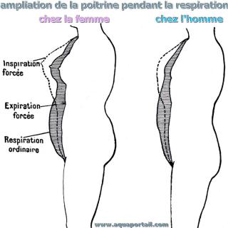 Ampliation de la cage thoracique chez la femme et l'homme