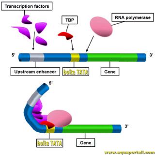 Schma de rgulation de la transcription par une bote TATA