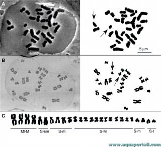 caryologie