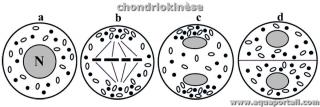 Processus de chondriokinse