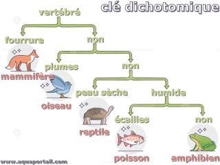 dichotomique