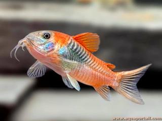 Corydoras venezuelanus qui nage en aquarium