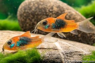 Paire (couple) de Corydoras venezuelanus