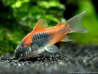 Corydoras venezuelanus Orange sur un substrat sombre