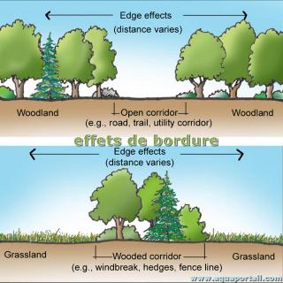 effet de bordure
