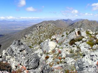 Fynbos altimontain en Afrique du Sud