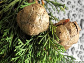 Glabules de cyprs (Cupressus)