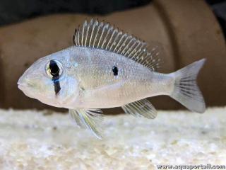 Geophagus argyrostictus en fase juvenil