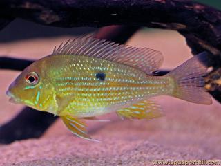 Geophagus argyrostictus subadulto