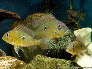 Tro de Geophagus argyrostictus