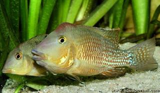 Pareja de Geophagus steindachneri