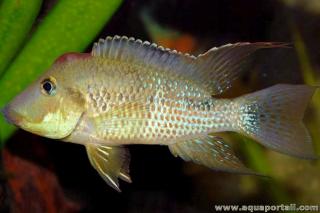 Macho joven Geophagus steindachneri