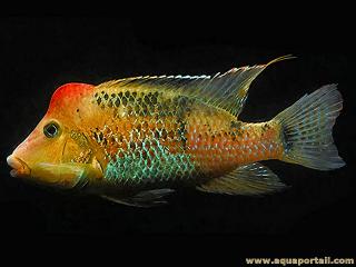 Geophagus steindachneri con joroba roja