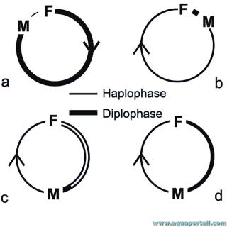 Cycles haplophasiques et diplophasiques