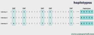 Haplotypes de 3 individus