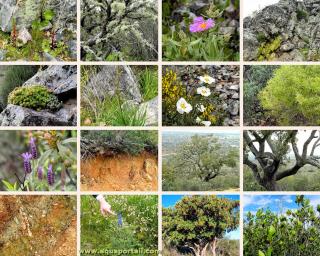 Plusieurs espces de macroflore terrestre