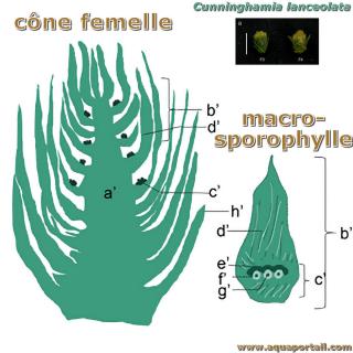 macrosporophylle