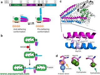 Schma d'activation des mitofusines