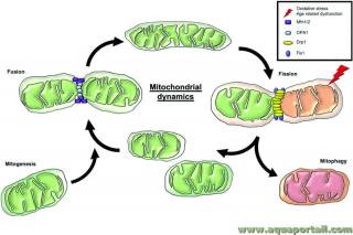 Mitogense et mitophagie