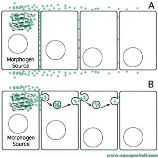 morphogne