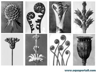 Morphose d'une plante