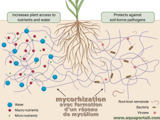 Mycorhization avec formation d'un rseau de myclium