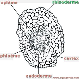 Rhizod position D finition Et Explications Rhizod position D finition Et Explications