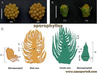 sporophylle