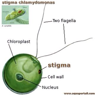 Stigma de Chlamydomonas