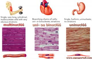 Muscles : squelettique multinucl, cardiaque uni- ou binucl et lisse uninucl