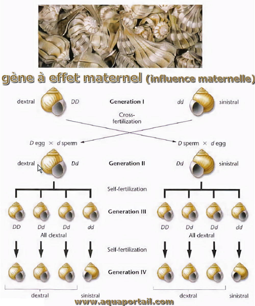 Gène à effet maternel : définition et explications