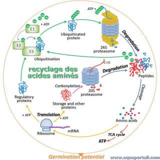Acides amins recycls par biosynthse