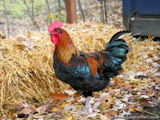 Ophiophagie d'un coq