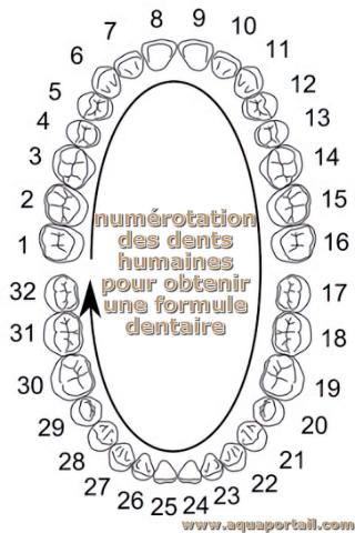 formule dentaire