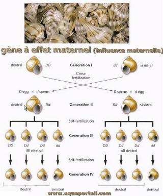 gne  effet maternel