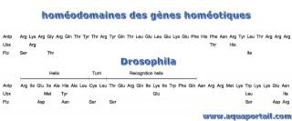 gne homobox