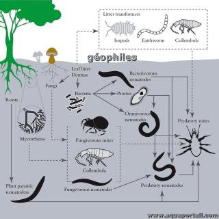 Animaux gophiles du sol