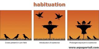 mot en H : habituation