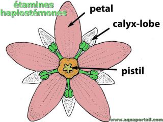 Fleur haplostmone