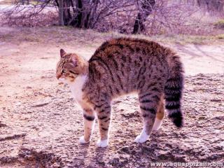 Chat au poils hrisss